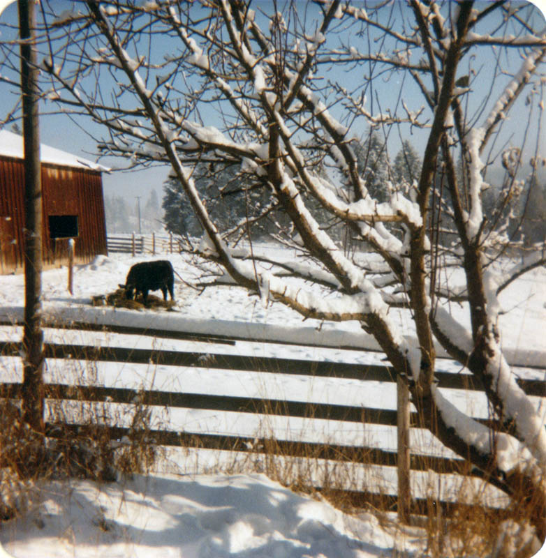 swedes calf marble valley