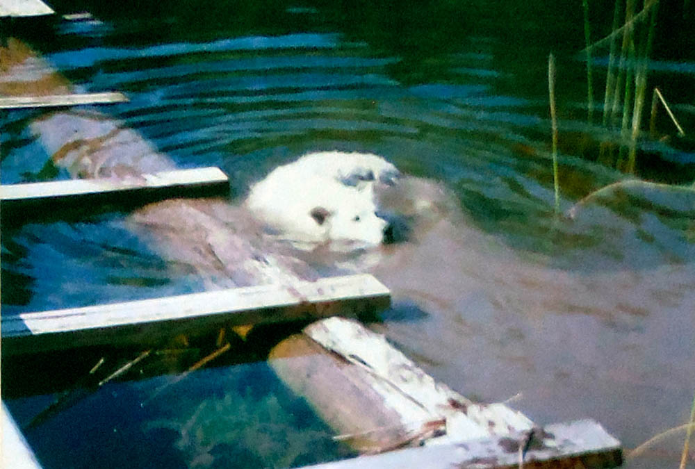 snowball at the lake