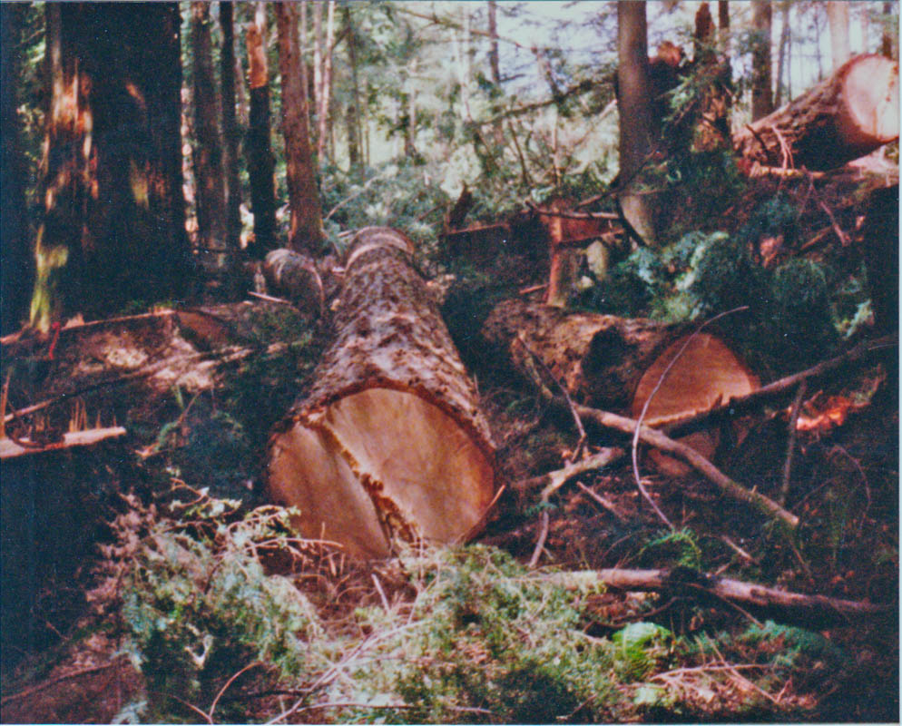 clearcut next to cabin