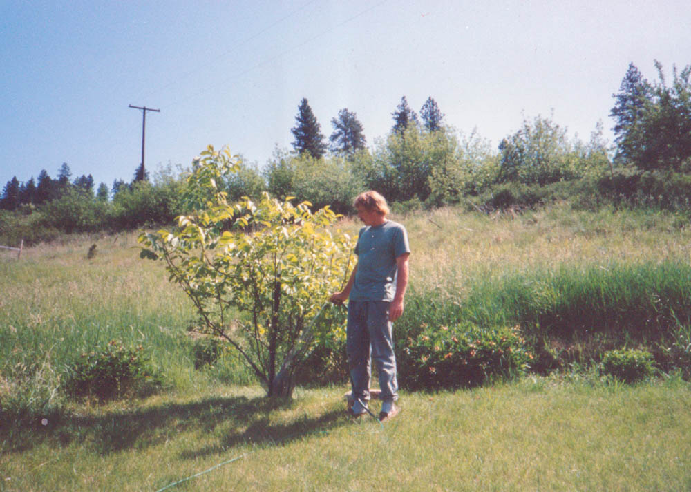 dennis and walnut tree 