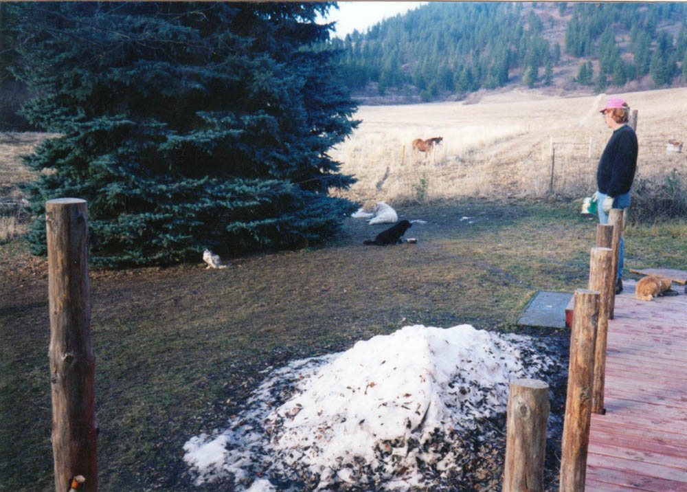 dennis amelia snowball bonnie cats