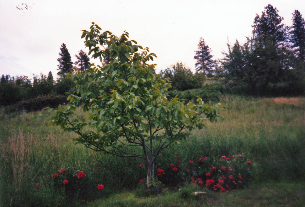 walnut and peonys