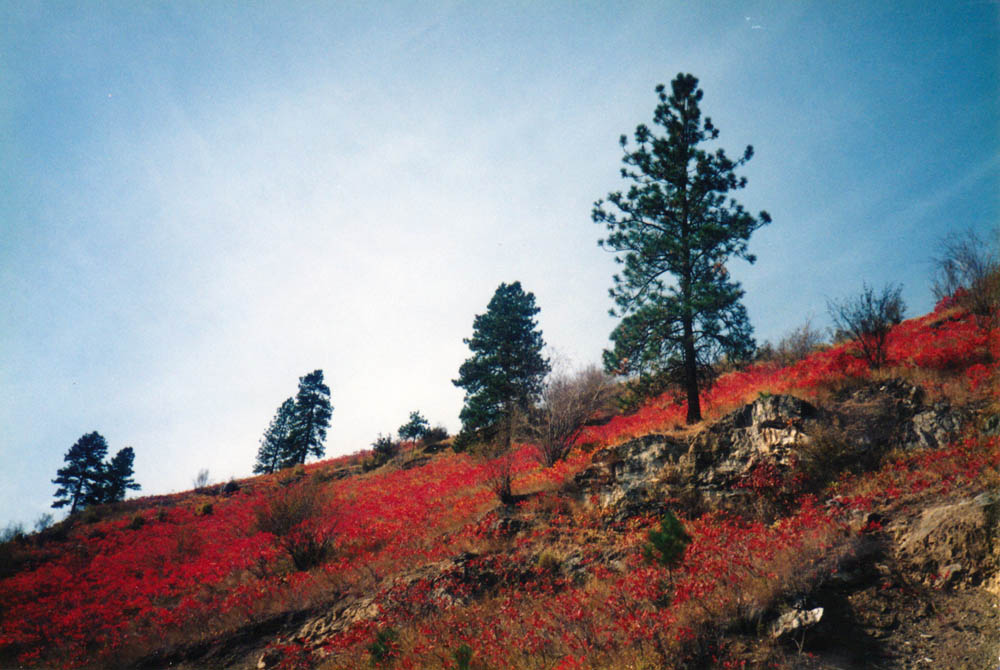 sumac upper columbia