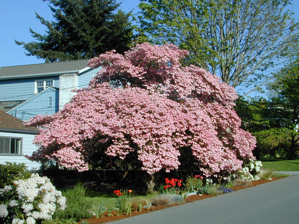 dogwood at 784