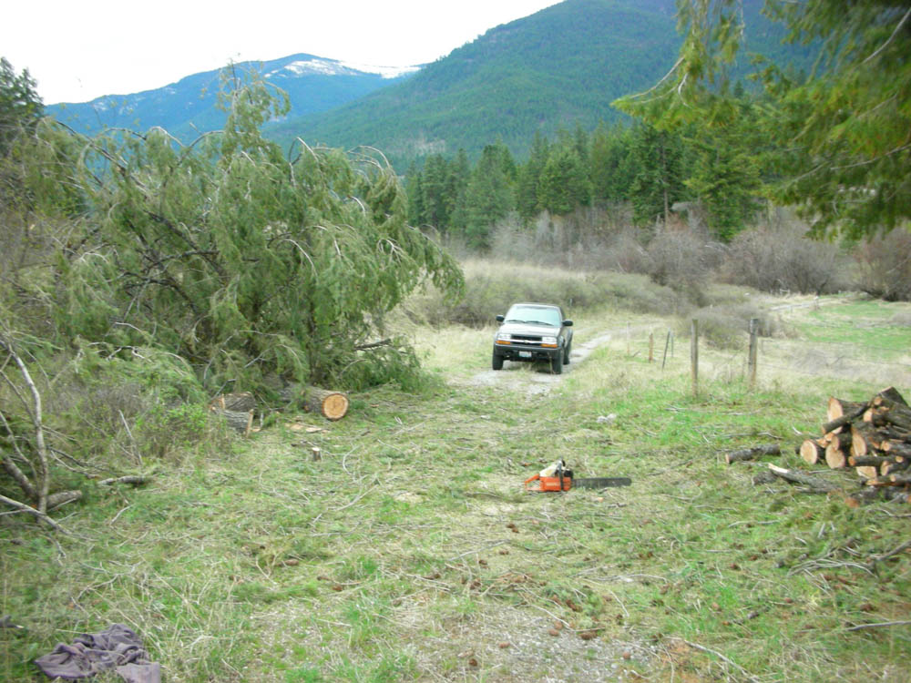 april_big tree down at addy