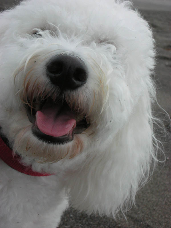 aug_alfie at neskowin