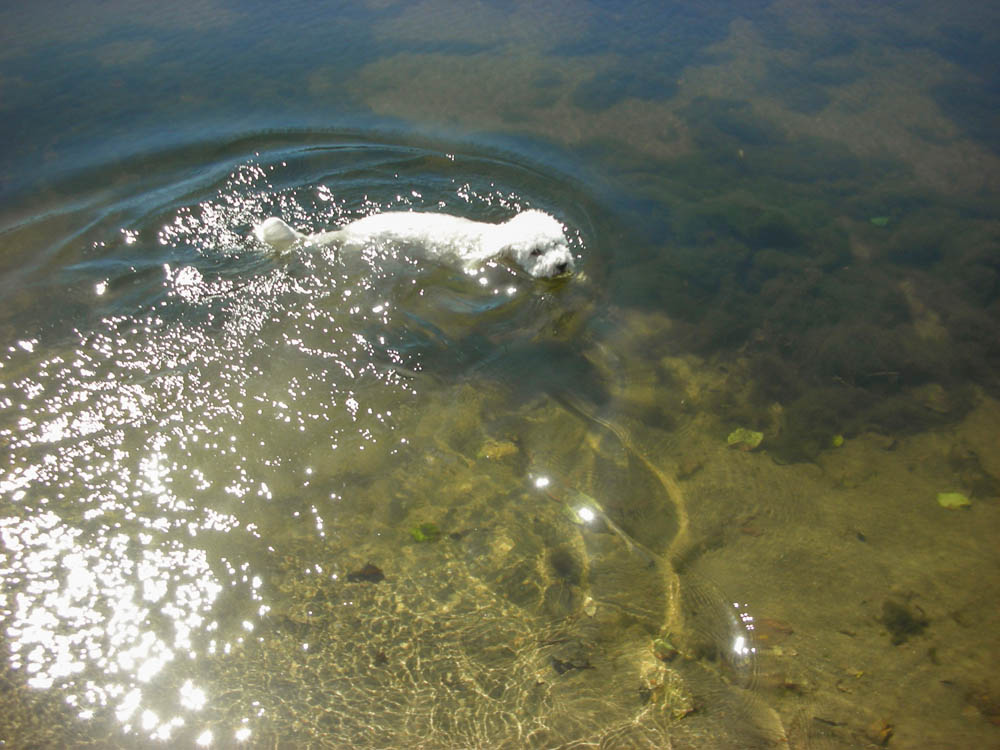 aug_alfie at neskowin