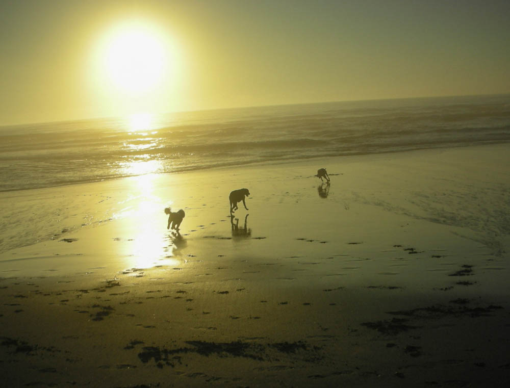 aug_alfie at neskowin