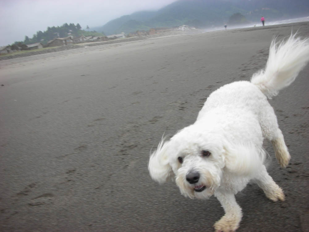 july_alfie in neskowin