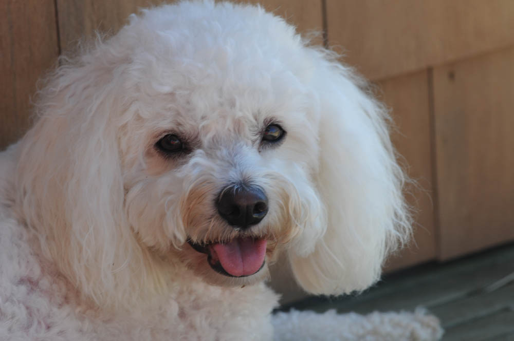 august_alfie in neskowin
