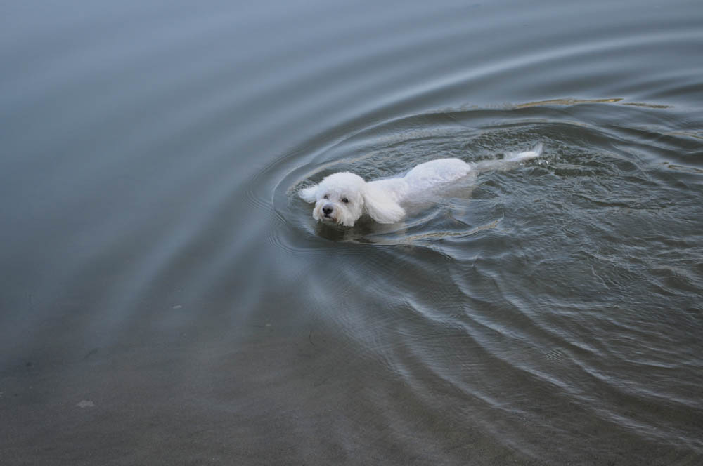 august_alfie in neskowin