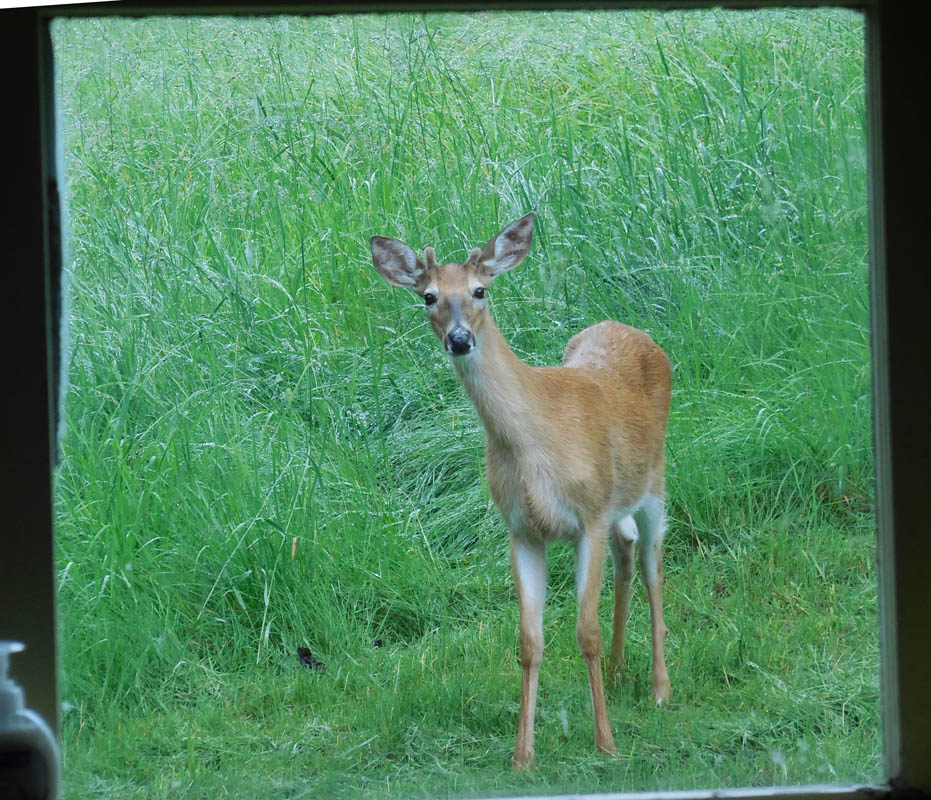 june_addy deer
