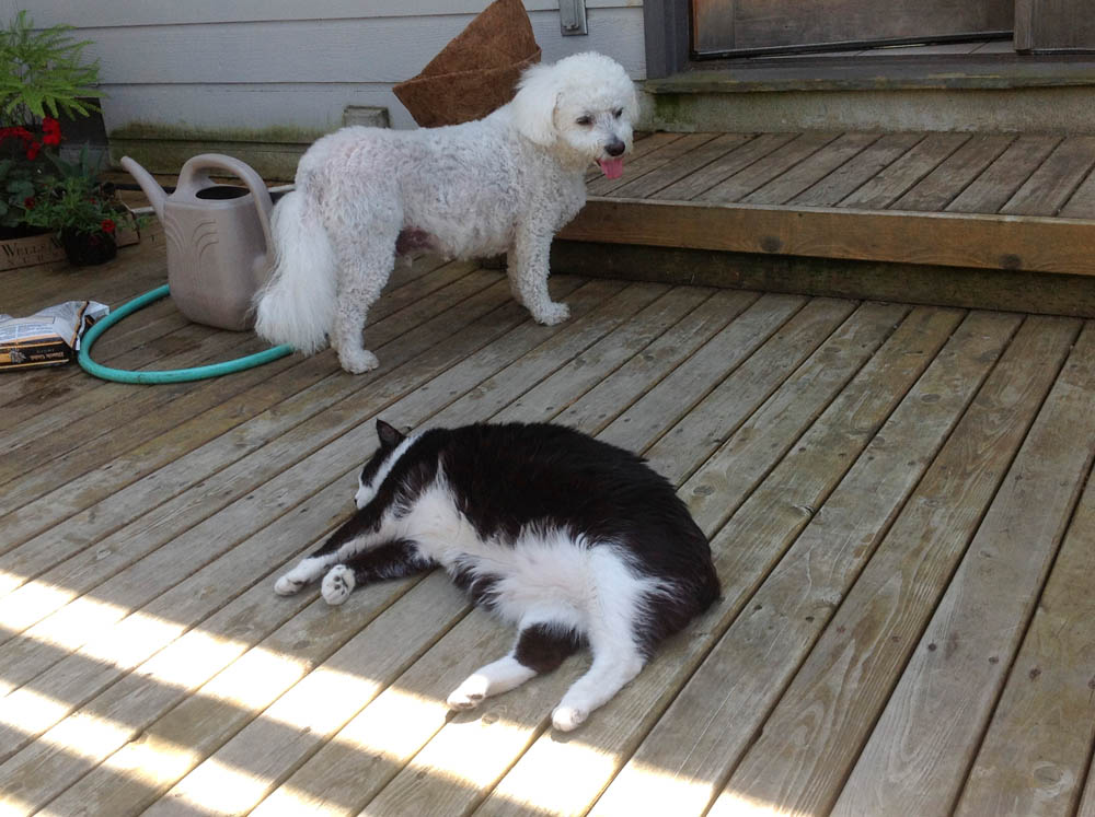 may_alfie and bitsy at home