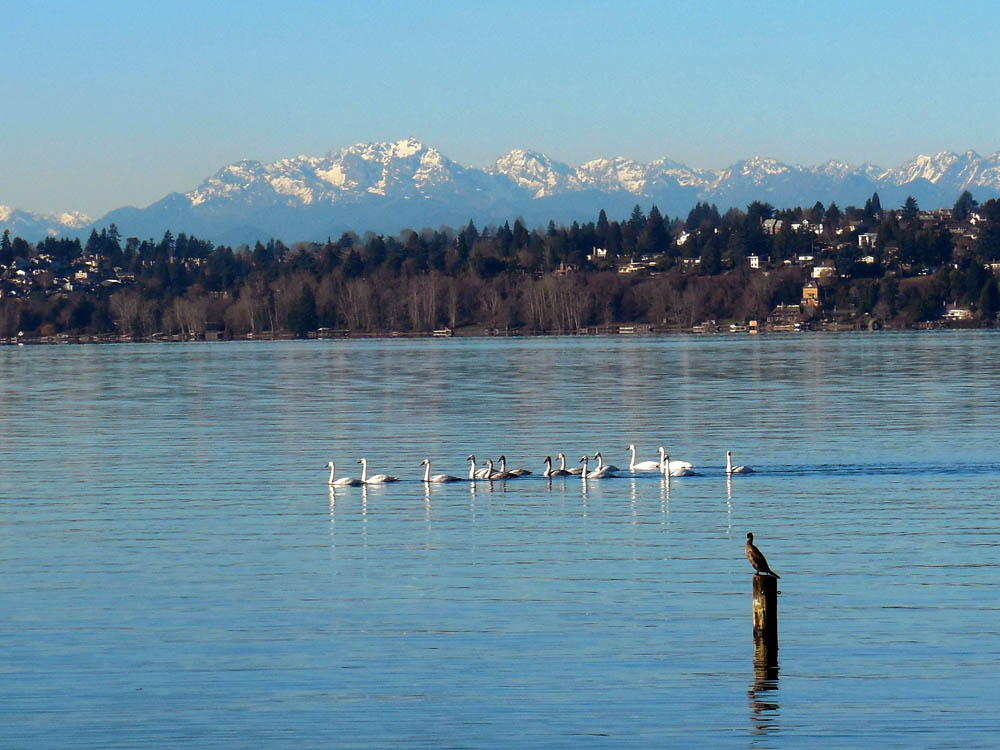 january_lake washington swans and olympics
