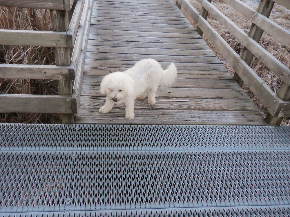 january_alfie at juanita bay 2017