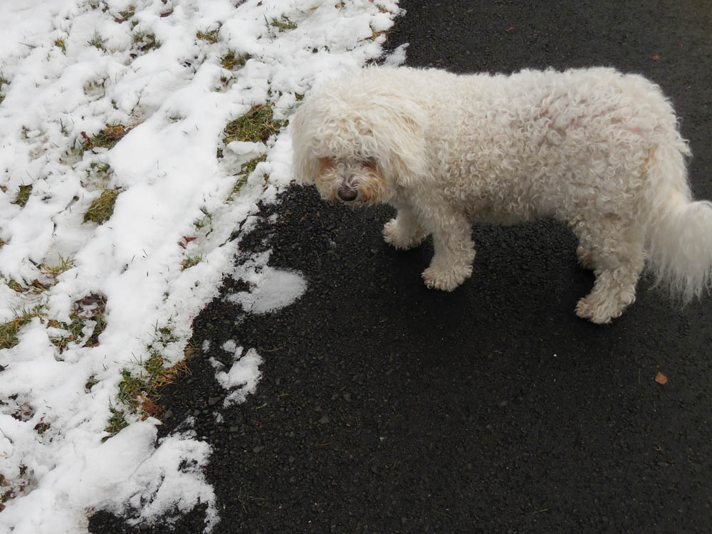 february_alfie in kirkland 2017