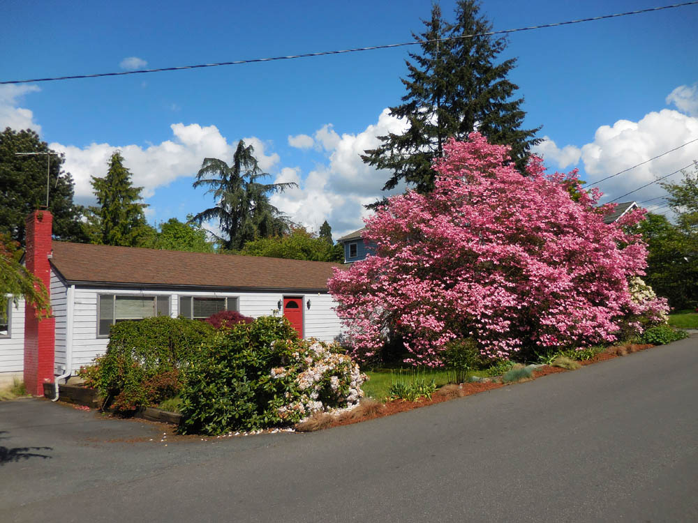 may_stefs dogwood 2017