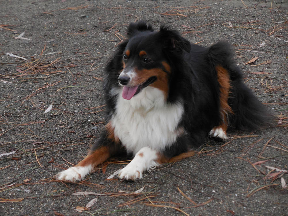 december_brooks in kirkland 2017