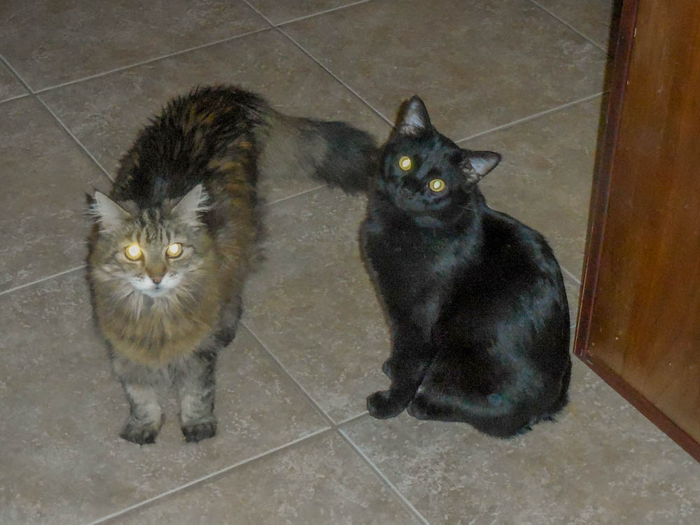 april_dolce and squeaky