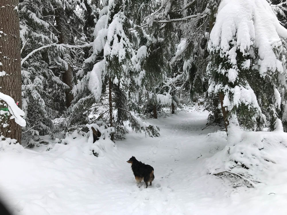 february_brooks snow in sammamish feb 4