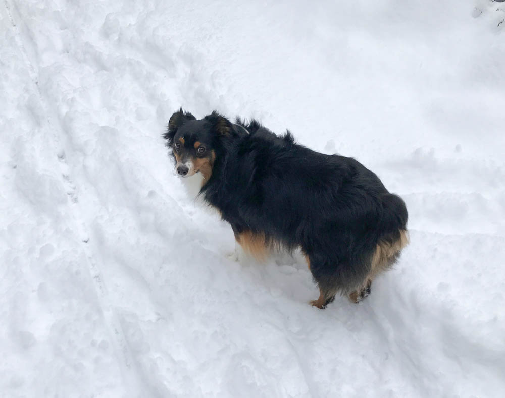 february_brooks snow in sammamish feb 4
