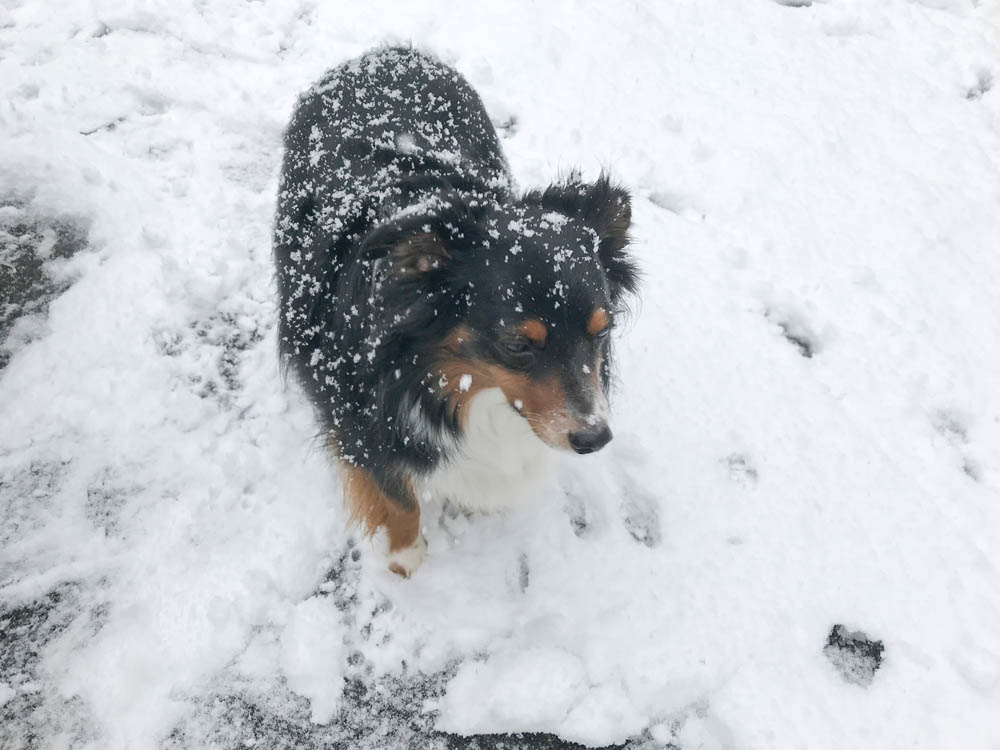 february_brooks snow at sarahs