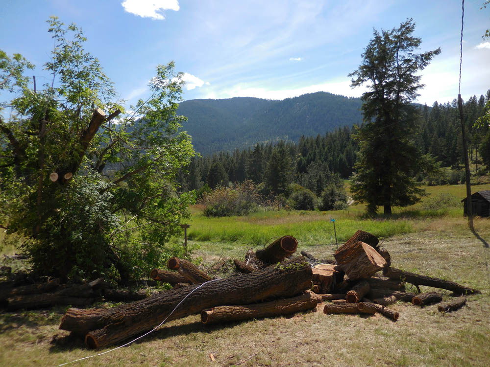 july_taking out leaning elm tree