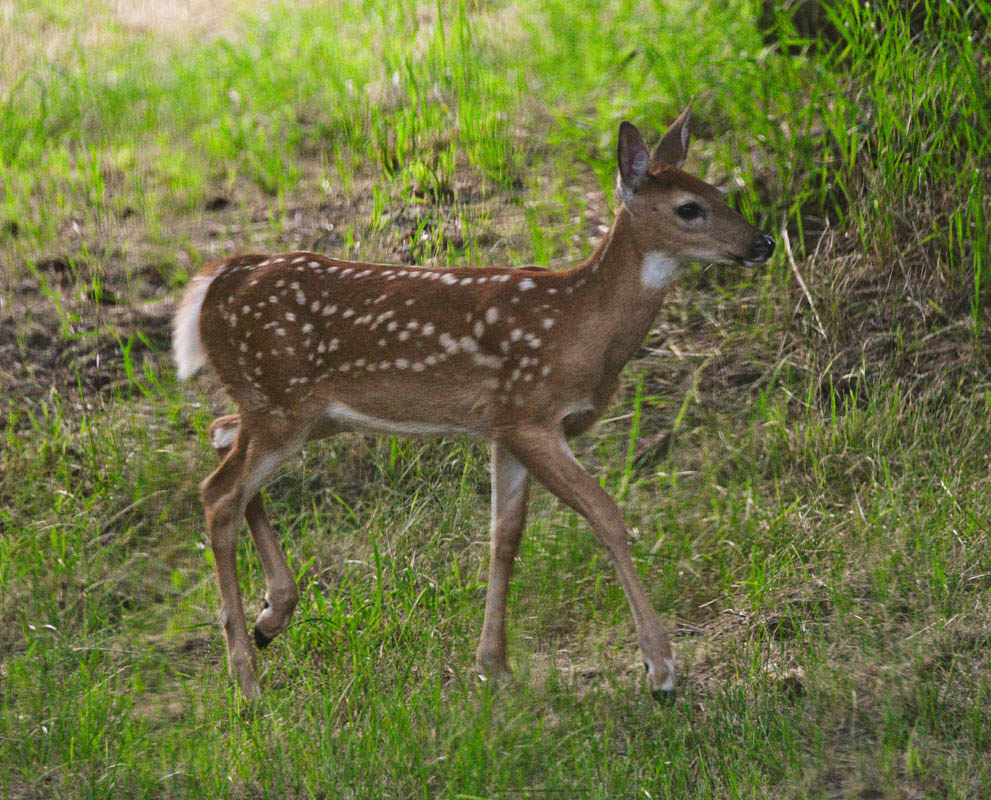 july_fawn in addy yard