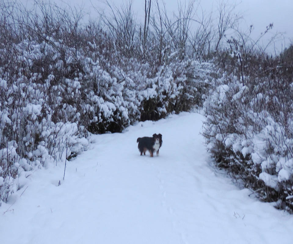 december_brooks at tree farm