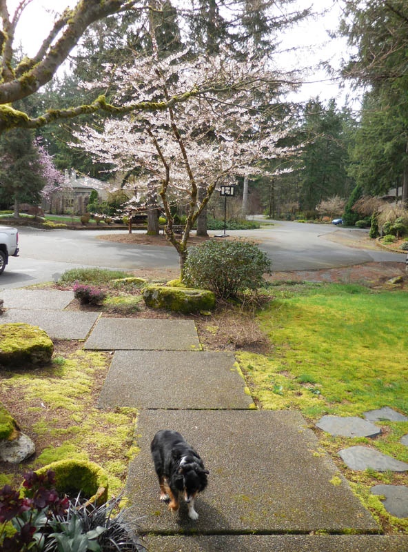 march_brooks and blossoms