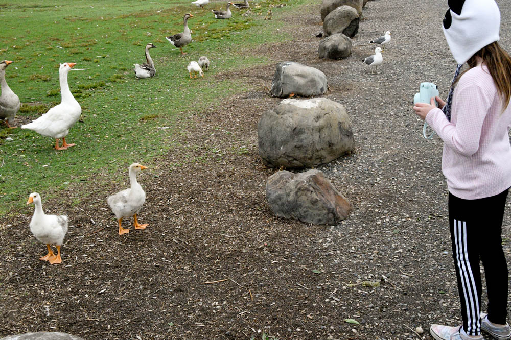 june_mandy geese and goslings at columbia park