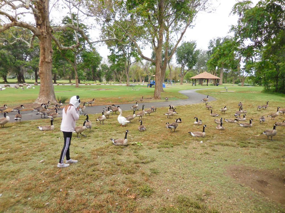 june_mandy and geese at columbia park