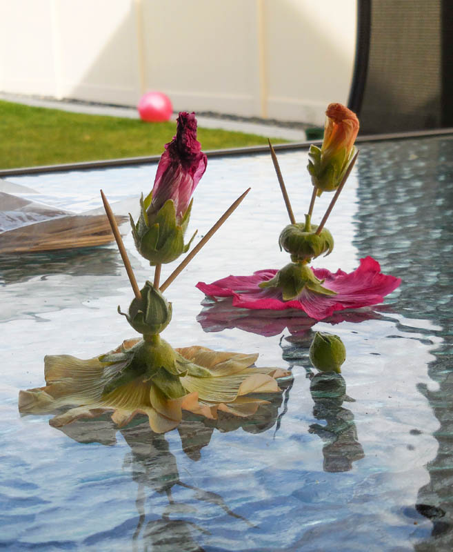 july_hollyhock ladies